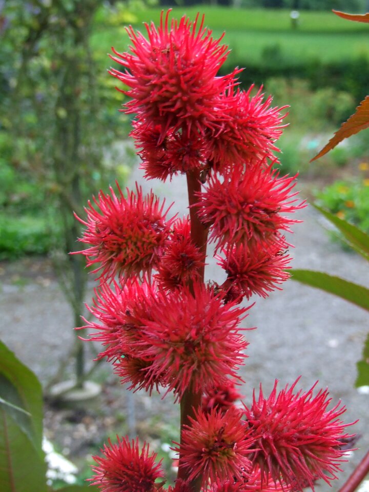 Flower red medicinal herb