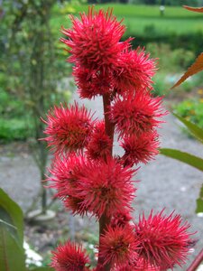 Flower red medicinal herb