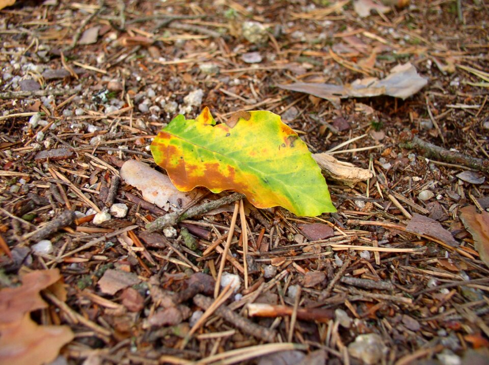 Foliage nature detail