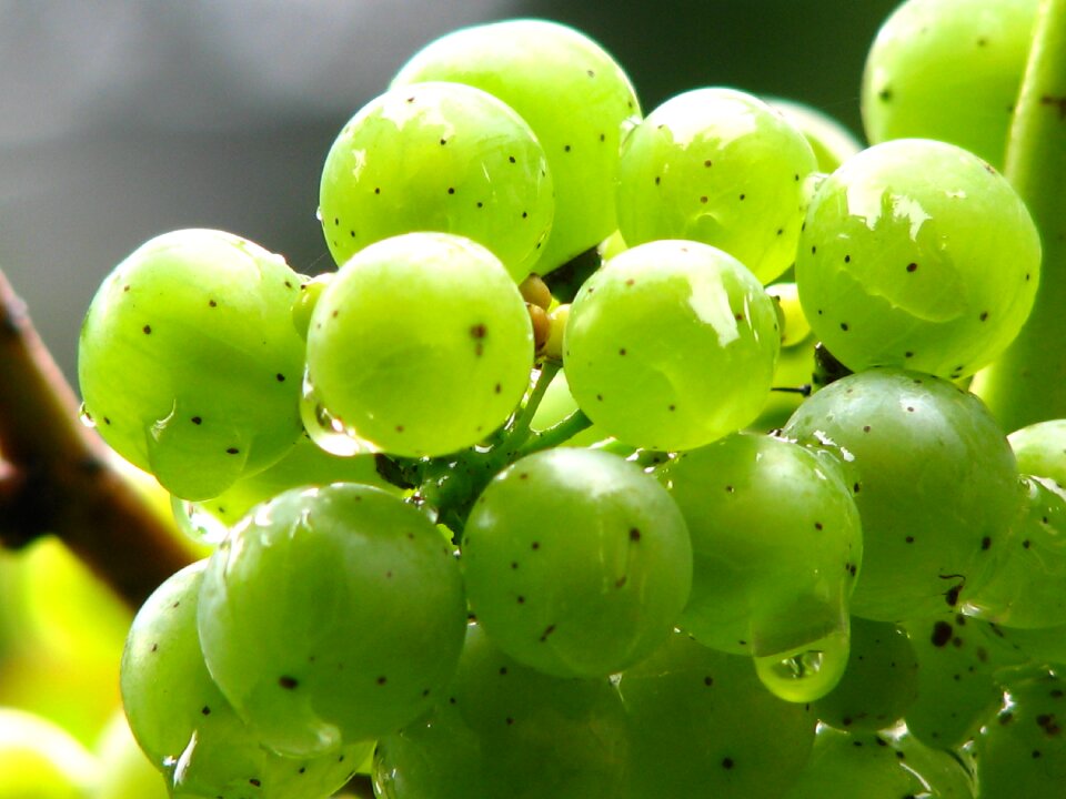 Green winegrowing green grapes
