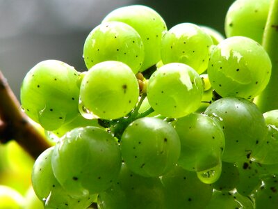 Green winegrowing green grapes