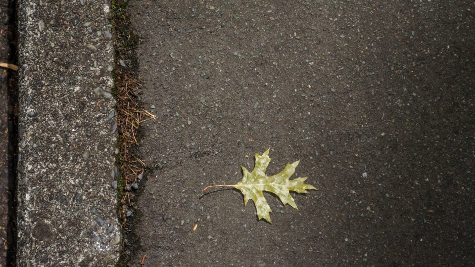 Leaves trees nature photo