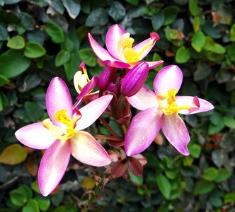 Orchidaceae blossom beauty