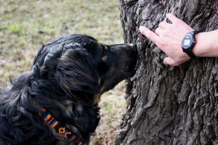 Search black tree