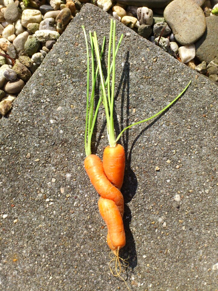 Roots tile funny
