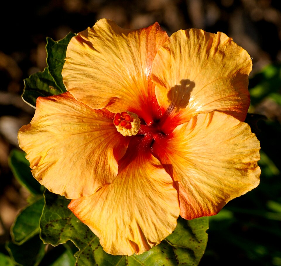 Gold blossom petals