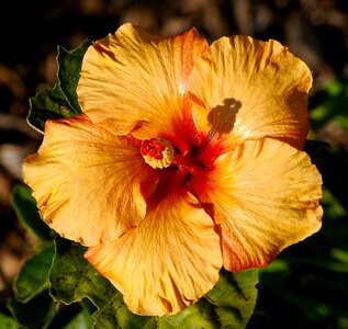 Gold blossom petals