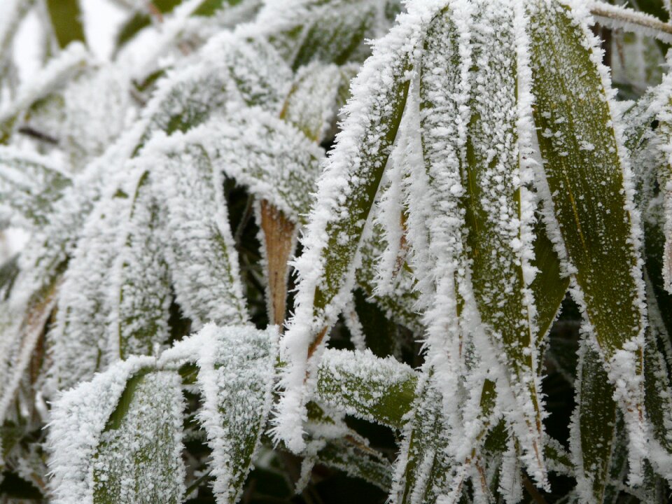 Dew hoarfrost green