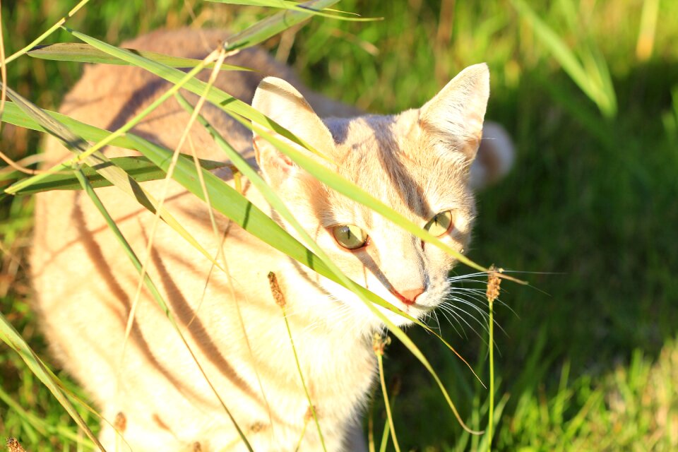 Pet animal red mackerel tabby