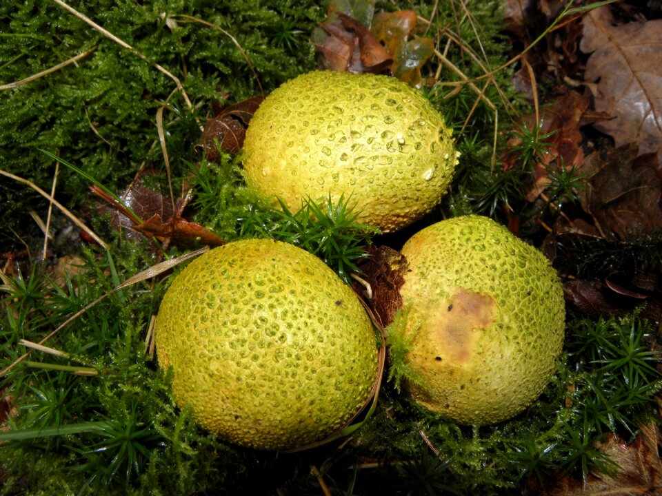 Mushrooms green nature