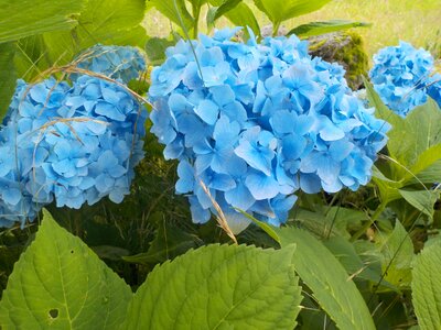 Hydrangea flower nature