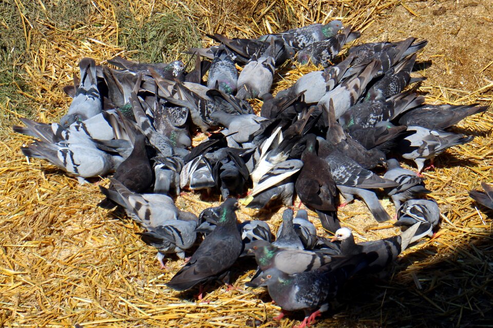 Feather plumage birds