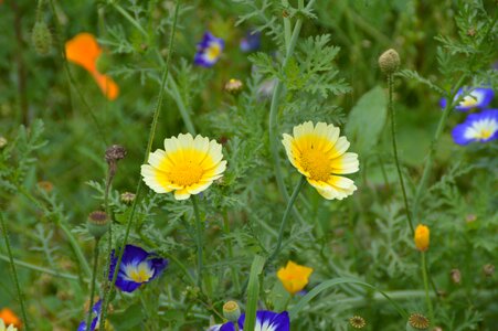 Flowers garden bloom