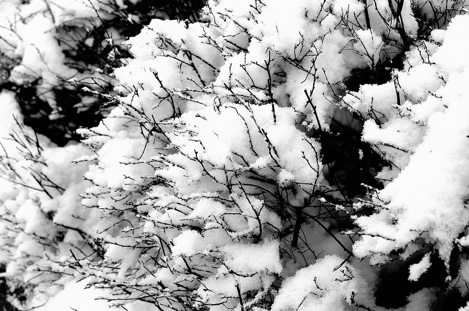 Black white winter