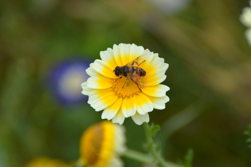 Blossom bloom bee