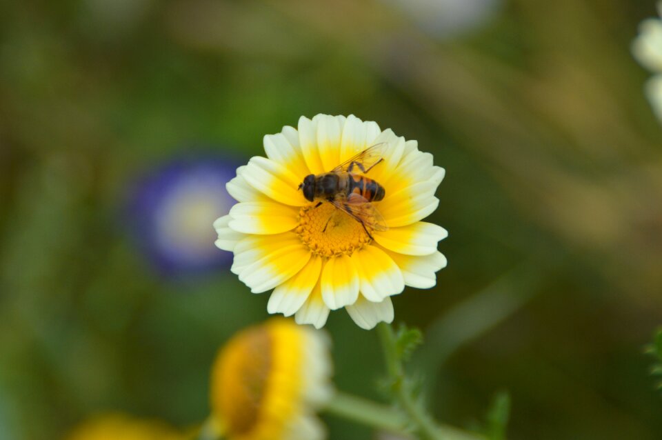 Blossom bloom bee photo