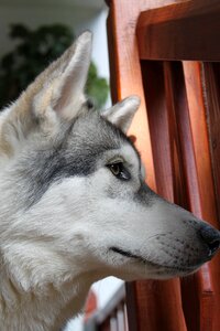 Pet siberian pedigree