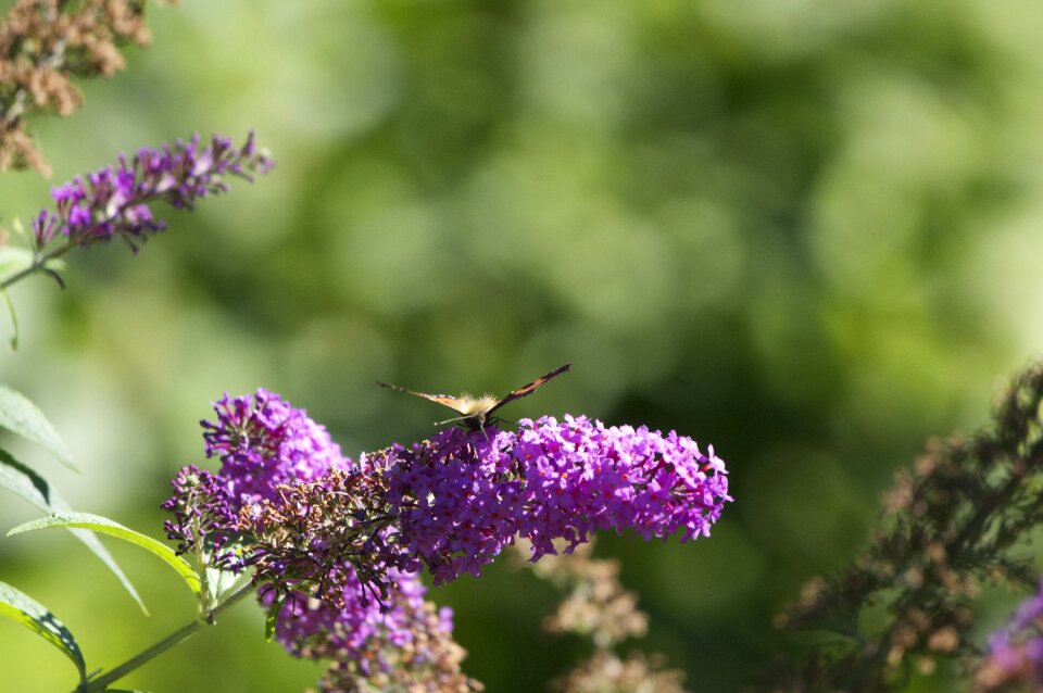 Blossom bloom insect photo