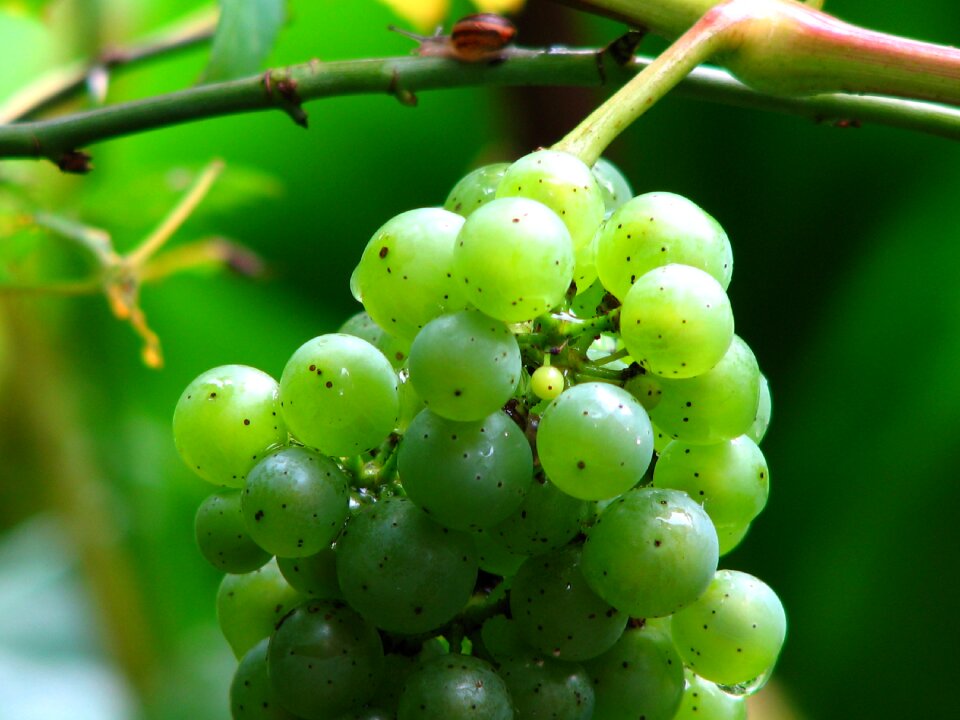 Grapes winegrowing green