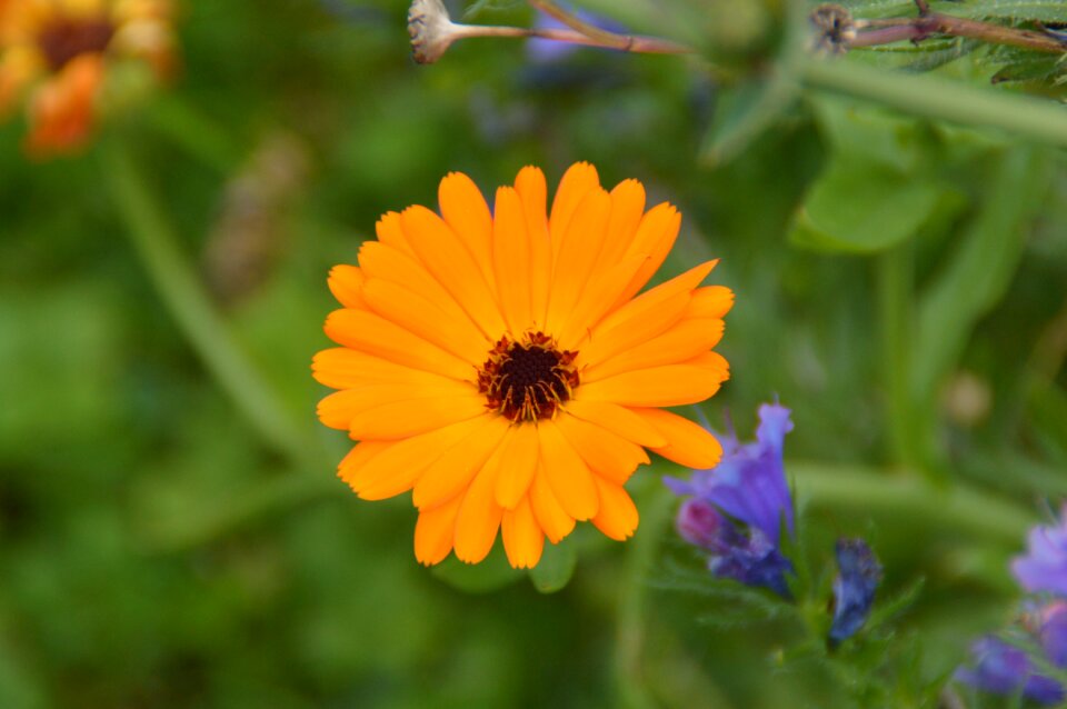 Blossom bloom orange