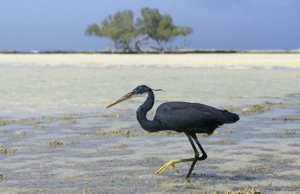 Black animals water