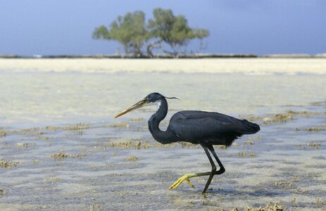 Black animals water