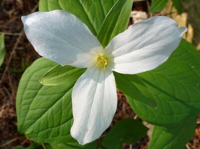 Ontario bloom wildflower