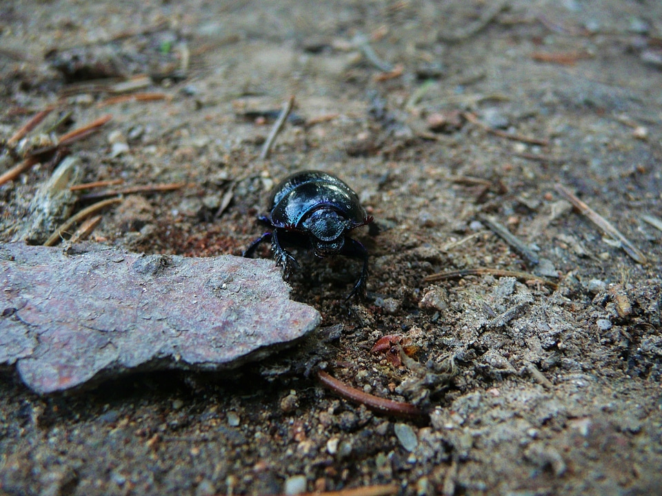 Wildlife bug biology