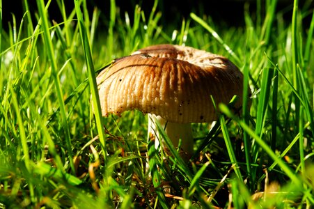 Nature grass fungi