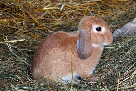 Hay animal mammal