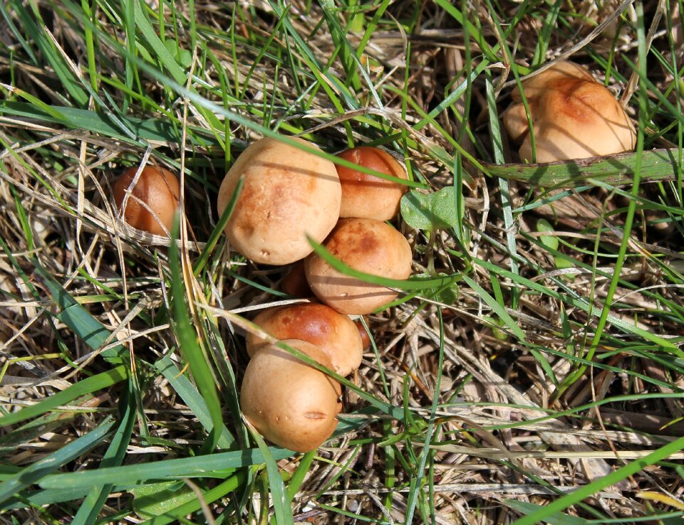 Granule - boletus schmerling suillus granulatus