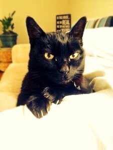 Animal pet cute