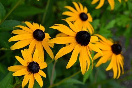 Garden flowers bed