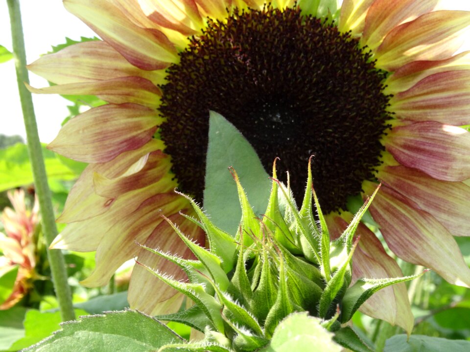 Yellow summer herbal oils