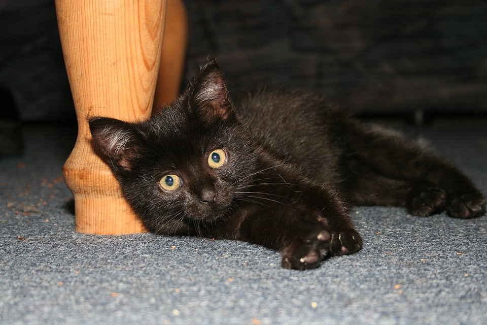 Black animals concerns
