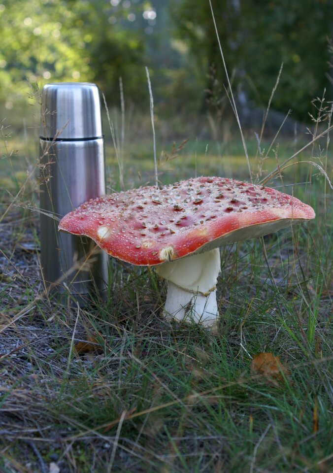 Thermos autumn härjarö