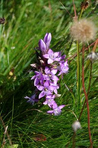 Alpine flower gentian plant purple