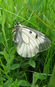 White grass insect