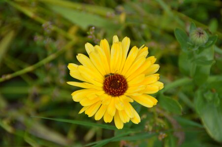 Yellow nature flora