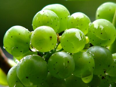 Green winegrowing green grapes
