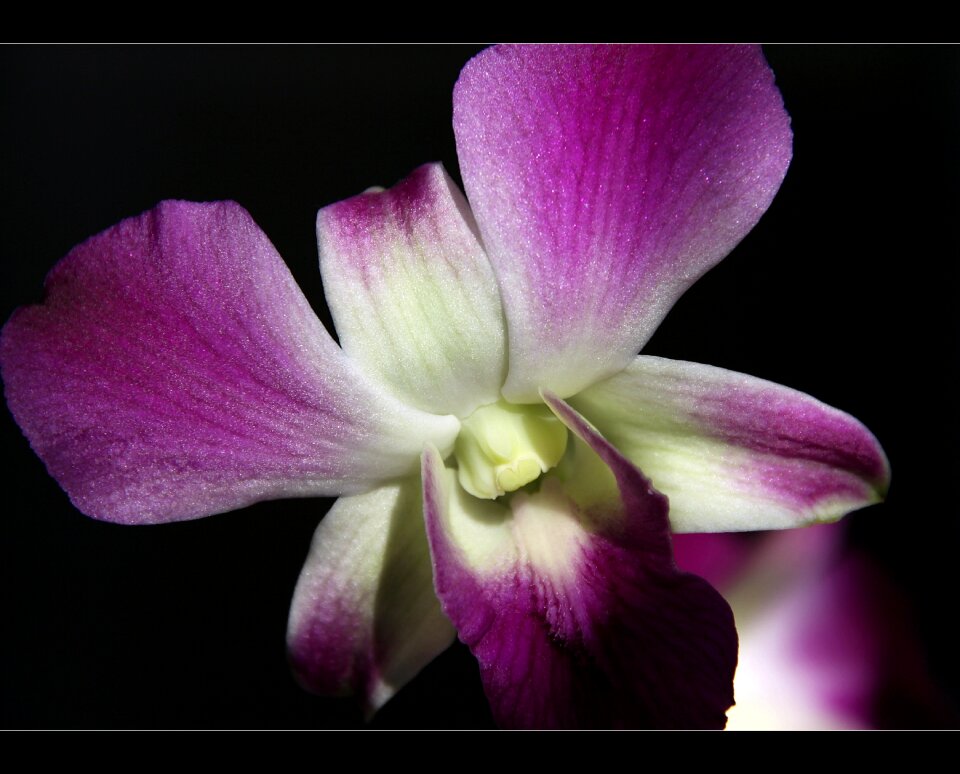Orchid flower purple