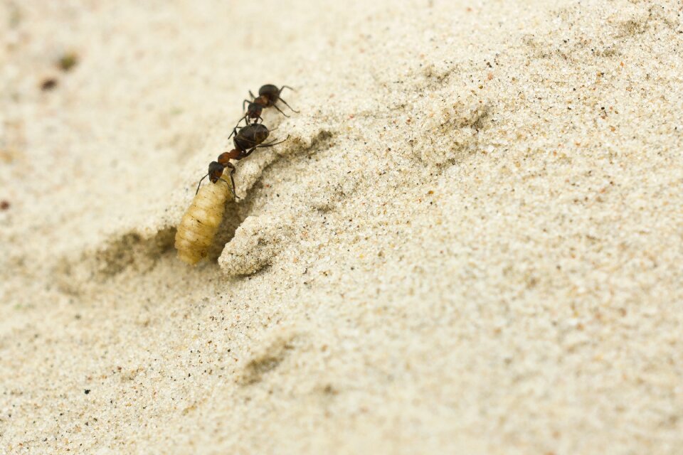 Larva teamwork nature