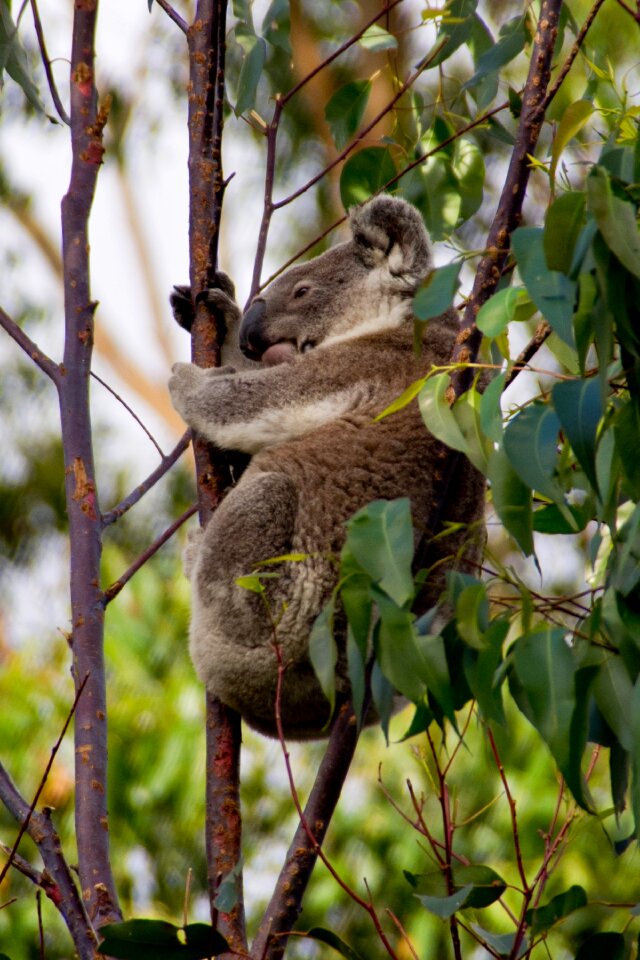 Queensland marsupial wild