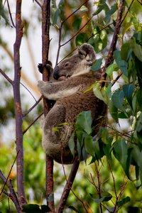 Queensland marsupial wild photo