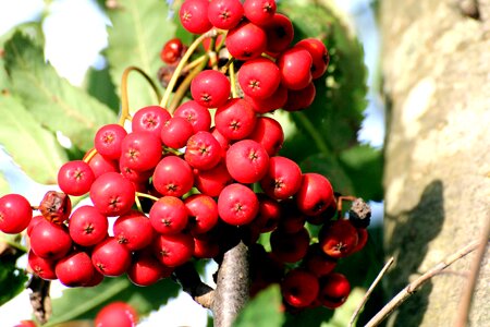 Deciduous tree flour berries sorbus photo