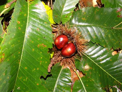 Chestnut leaves tree fruit photo