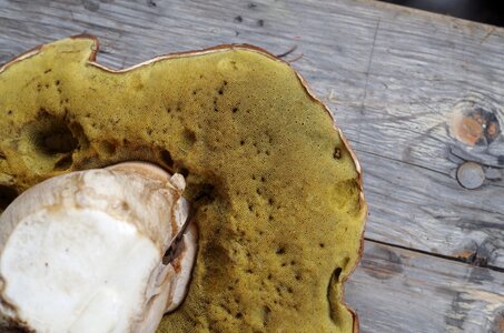 Mushroom noble rot brown