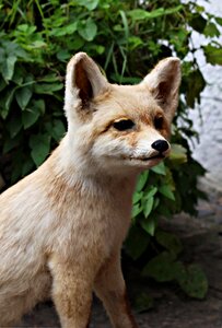 Nature forest animal