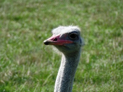 Safari park close up head