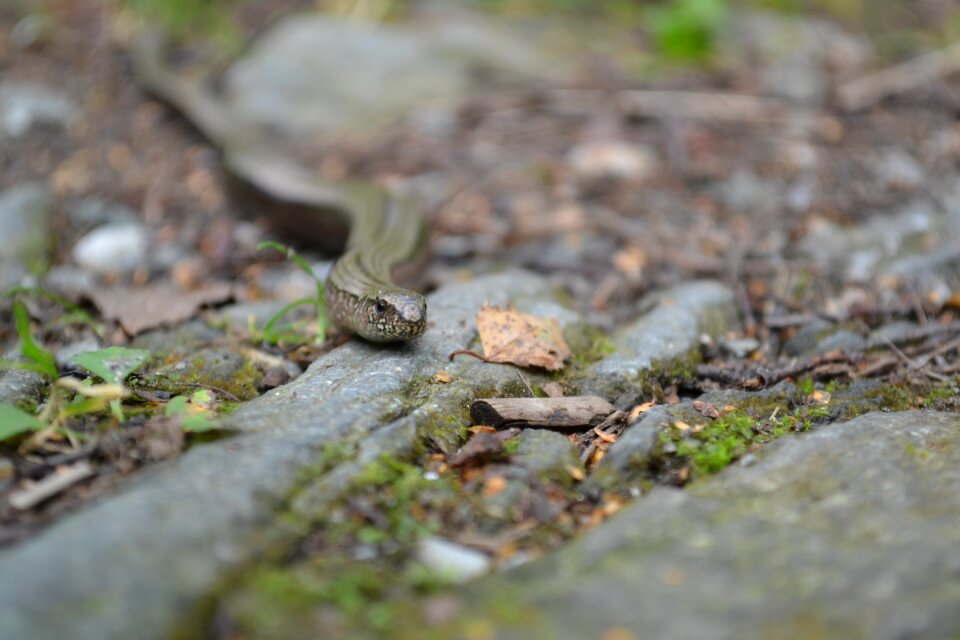 Forest stones nature